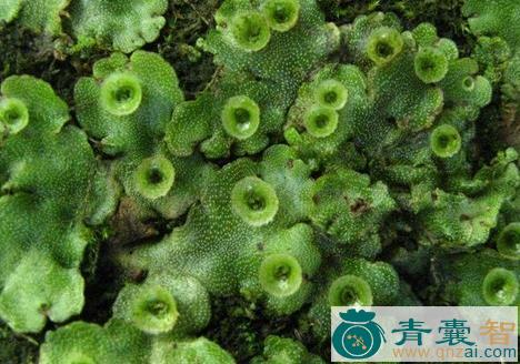 中药材蛇地钱图片