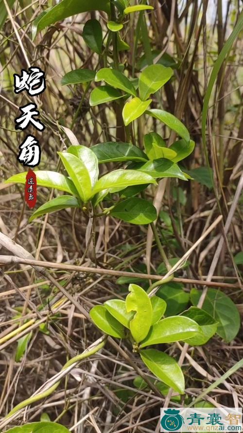 中药材蛇天角图片