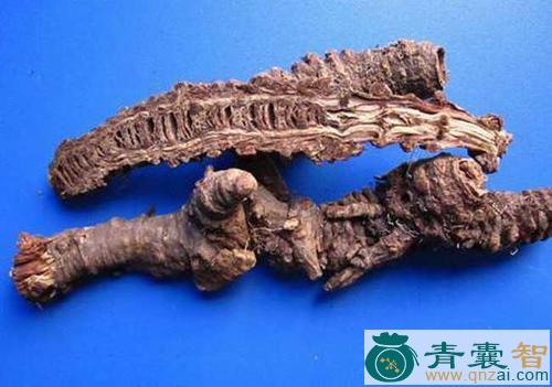 中药材蛇头羌活图片