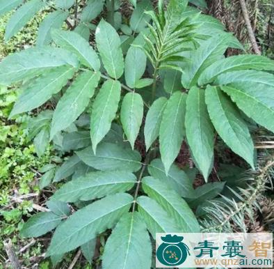 中药材蛇接骨图片