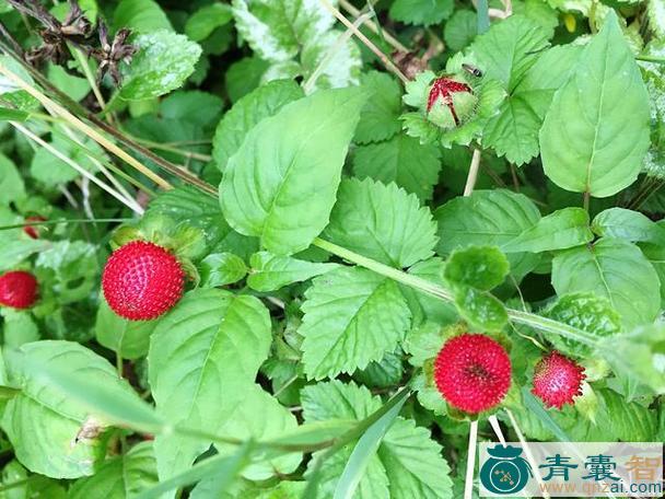 中药材蛇果草图片