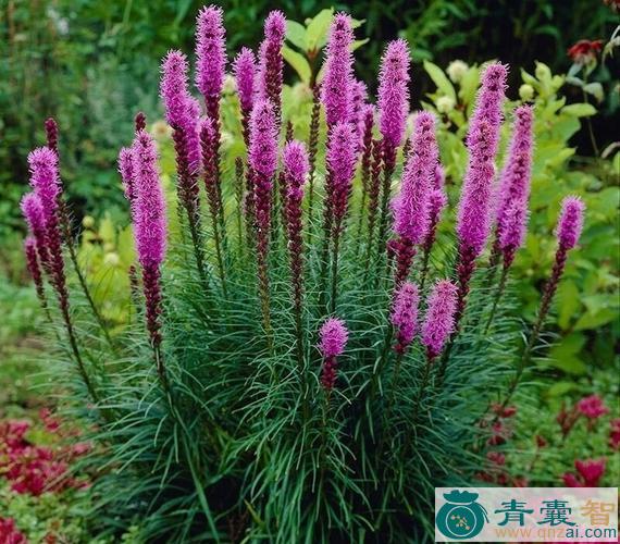 中药材蛇王菊图片