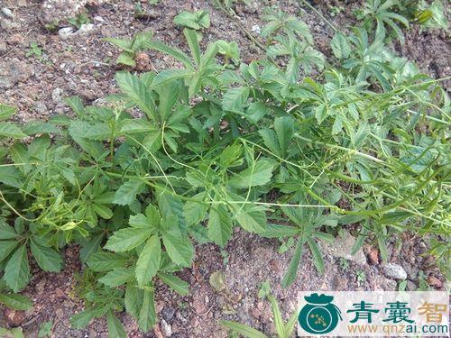 中药材蛇疮草图片