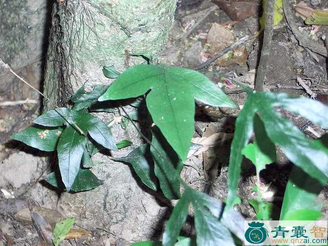 蛇眼草的性味归经以及功效用法-青囊智
