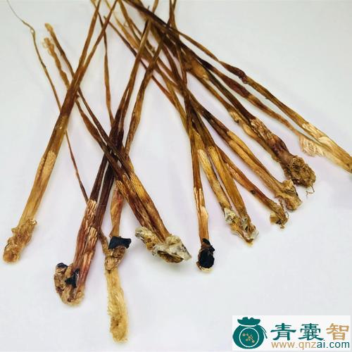 中药材蛇筋图片