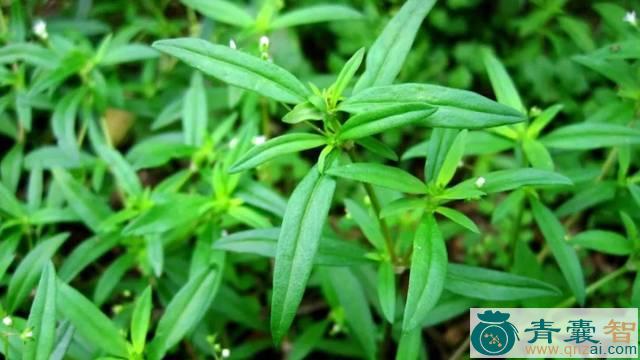 中药材蛇细草图片