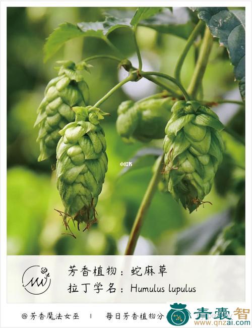 蛇罗麻的性状性味归经以及功效用法和注意事项-青囊智