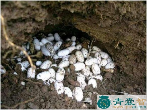 中药材蛇蛋图片