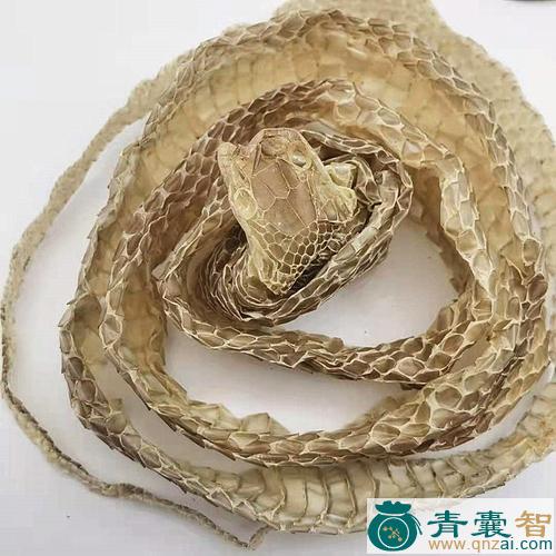 中药材蛇蜕图片