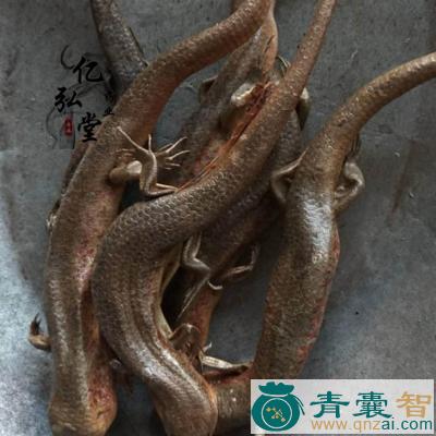 中药材蛇蜥图片