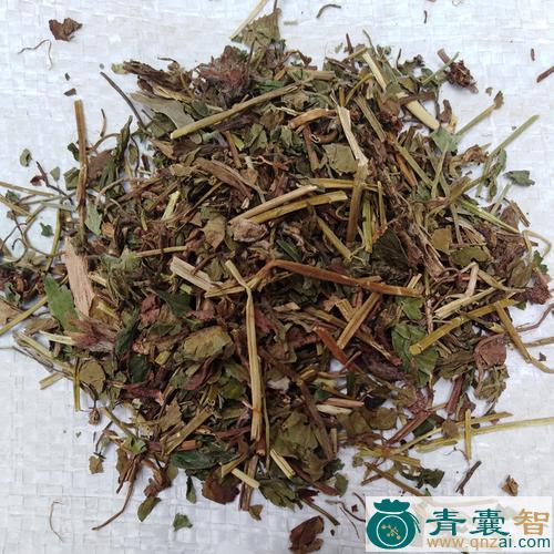 中药材蛇迷草图片