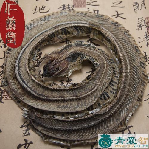 中药材蛇通关图片