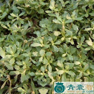 中药材蛋不老图片