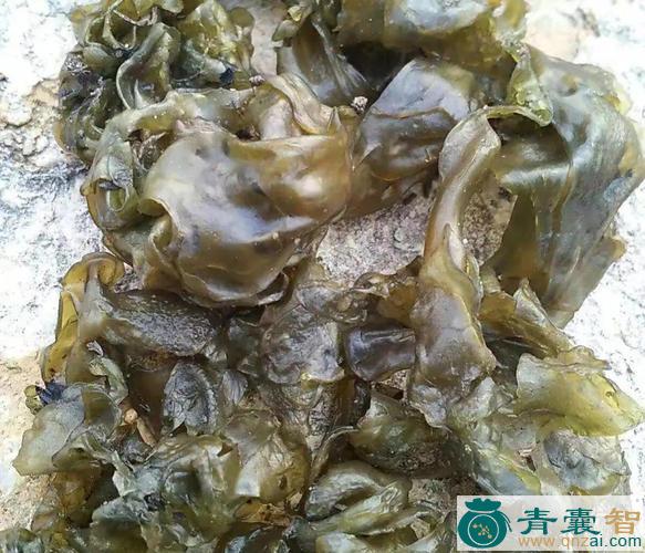 蛔样地衣的性状性味归经以及功效用法-青囊智