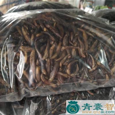 中药材蛙鱼图片