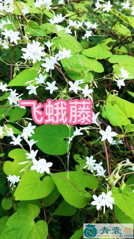 中药材蛾子草图片