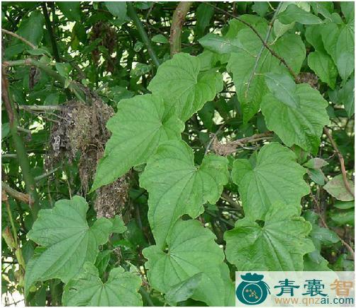 中药材蜀葵叶薯蓣图片