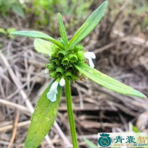 中药材蜂仔草图片