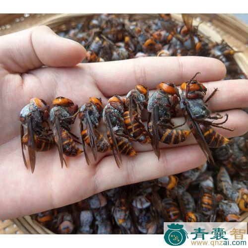 中药材蜂子帽图片