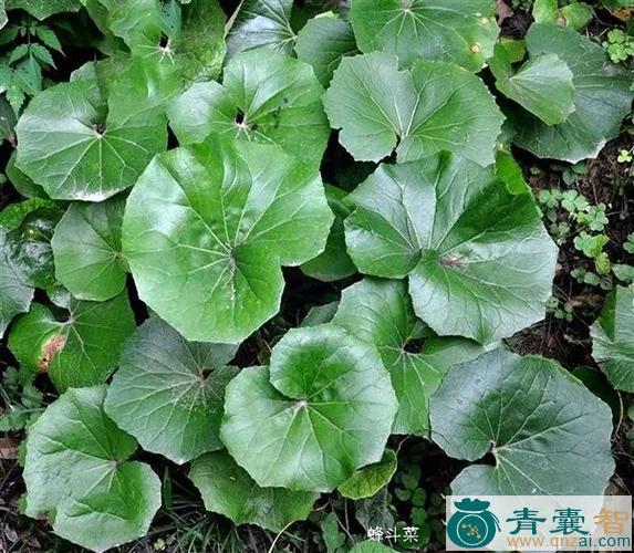 中药材蜂斗叶图片