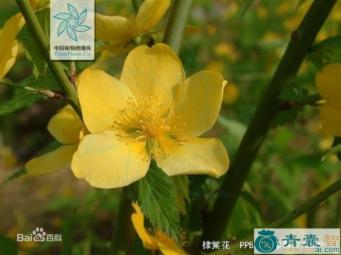 中药材蜂棠花图片