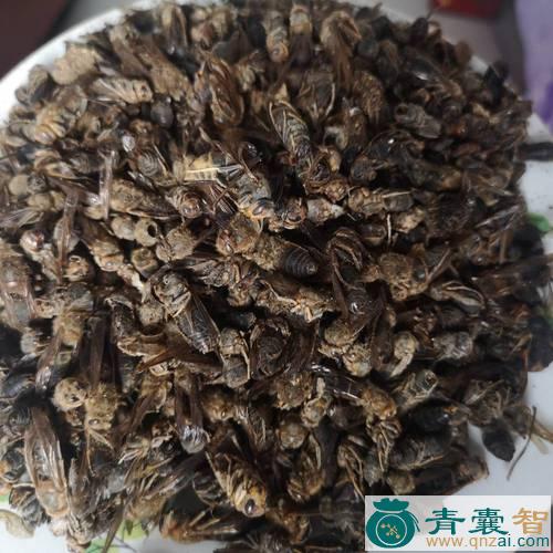 蜂毒的性状性味归经以及功效用法和注意事项-青囊智