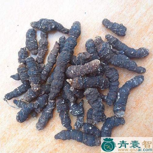 中药材蜈蚣三七图片