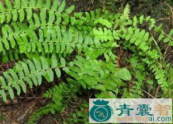 蜈蚣旗根的性味归经以及功效用法-青囊智