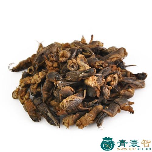 中药材蜗蛄图片