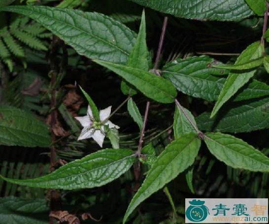 中药材蜘蛛果茎叶图片
