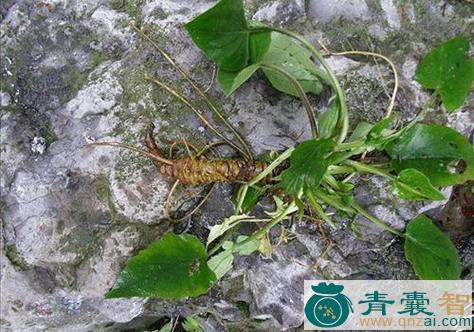中药材蜘蛛香图片