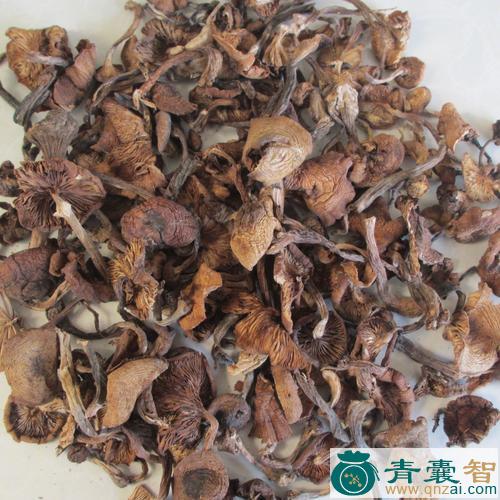 中药材蜜环菌图片