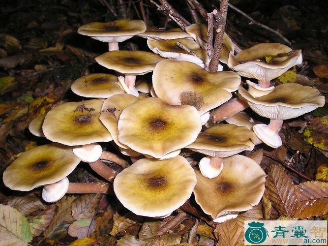 中药材蜜色环菌图片