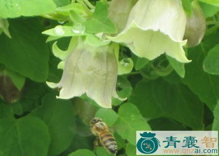 中药材蜜蜂树花图片