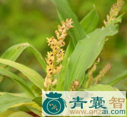 中药材蜢臂兰图片