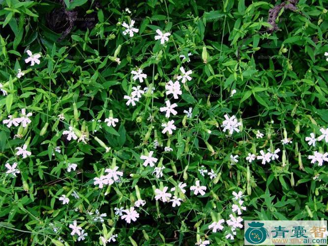 中药材蝇子花图片