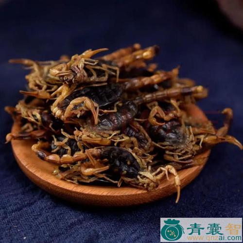 中药材蝎图片