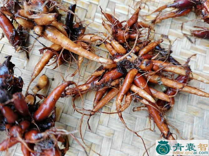 中药材蝎麻图片
