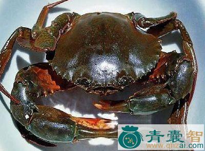 中药材蝤媒图片