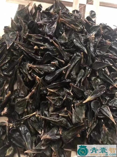 蝮蛇胆的性味归经以及功效用法-青囊智