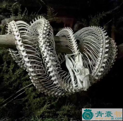 中药材蝮蛇骨图片