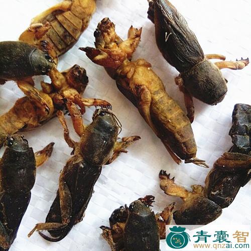 中药材蝲蛄图片