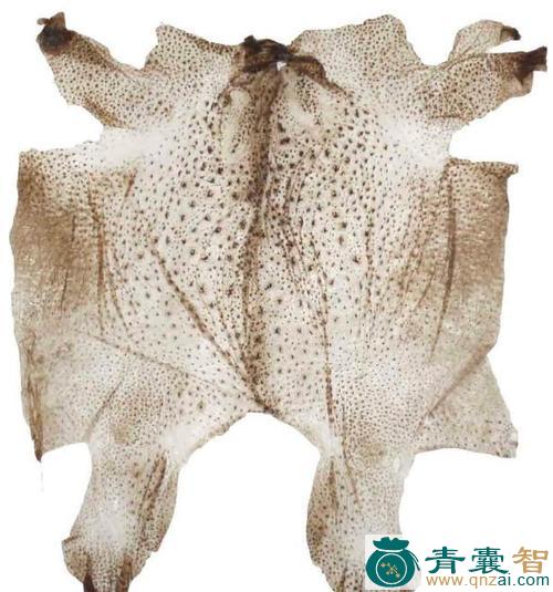 蝳蜍的性状性味归经以及功效用法和注意事项-青囊智