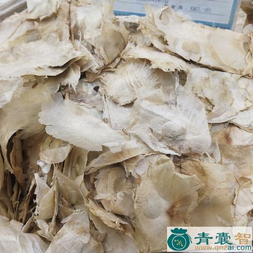 中药材蝴蜞木图片