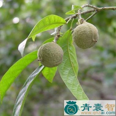 中药材蝴蝶果图片