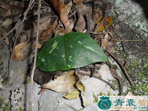 中药材蝴蝶藤图片