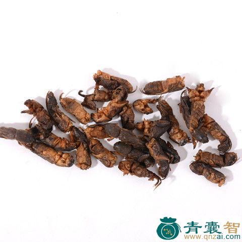中药材蝼蝈图片