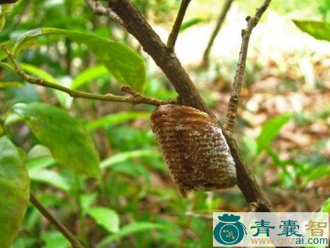 螳螂果的性状性味归经以及功效用法和注意事项-青囊智
