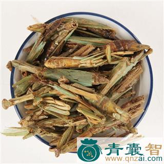 螳螂草的性状性味归经以及功效用法-青囊智