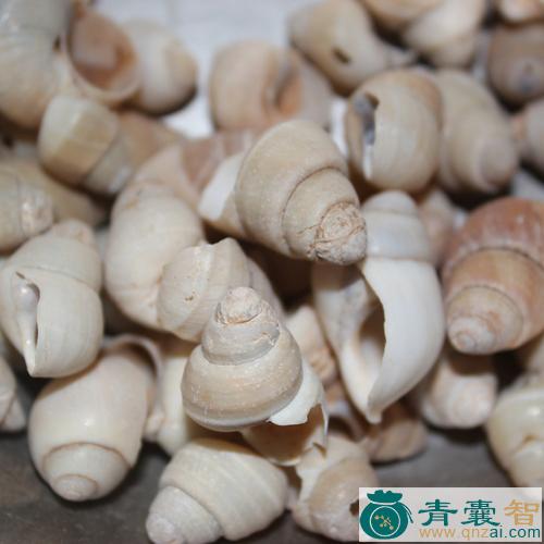 中药材螺蛳图片